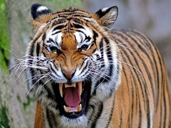 Nằm mơ thấy Hổ điềm gì? Mơ thấy hổ đánh số mấy?