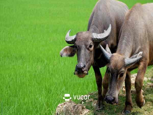 Mơ thấy bị trâu húc