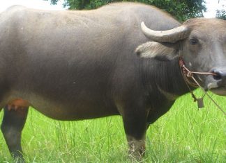 Giải mã giấc mơ thấy con trâu? Mơ thấy trâu đánh con gì?