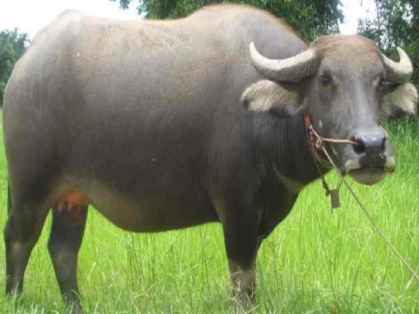 Mơ thấy đàn trâu rừng