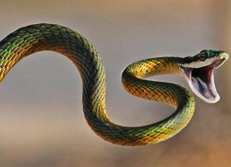 Giải mã giấc mơ thấy rắn điềm gì và số may mắn thấy rắn? Giải mã giấc mơ thấy rắn điềm gì?