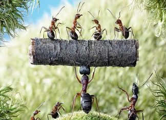 mơ thấy đàn kiến điềm báo gì