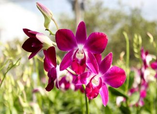 Mơ thấy hoa lan ý nghĩa gì?