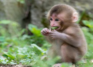 Mơ thấy khỉ điềm báo gì?