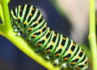 Giải mã giấc mơ thấy sâu bọ ý nghĩa gì? Đánh con gì?