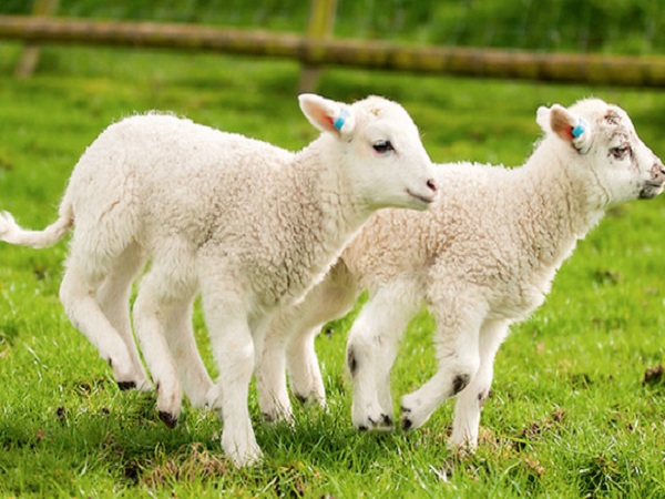 Mơ thấy con cừu có ý nghĩa gì?