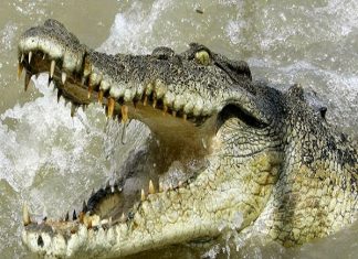 Mơ thấy cá sấu điềm báo gì?