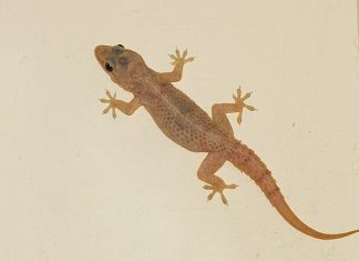 Chiêm bao giấc mơ thấy con thằn lằn điềm gì?