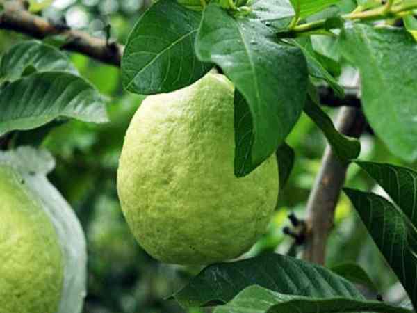 Ngủ mơ thấy mình cho người khác ổi