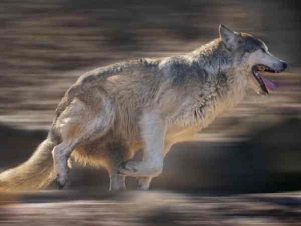 Mơ nghe tiếng chó sói hú