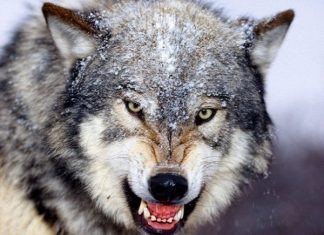 mơ thấy sói điềm báo gì