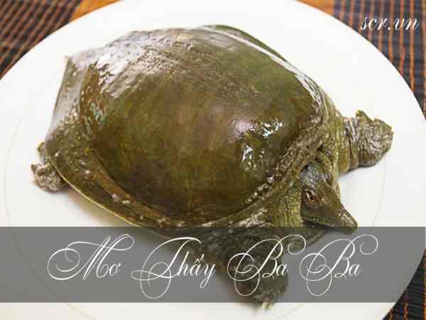 Nằm mơ thấy con ba ba đẻ trứng Nằm mơ thấy con ba ba đẻ trứng