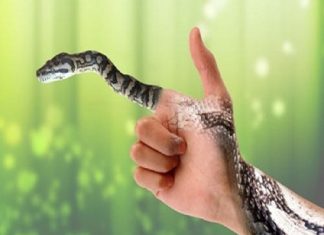 Mơ thấy bắt rắn điềm báo gì? Chiêm bao về số nào?