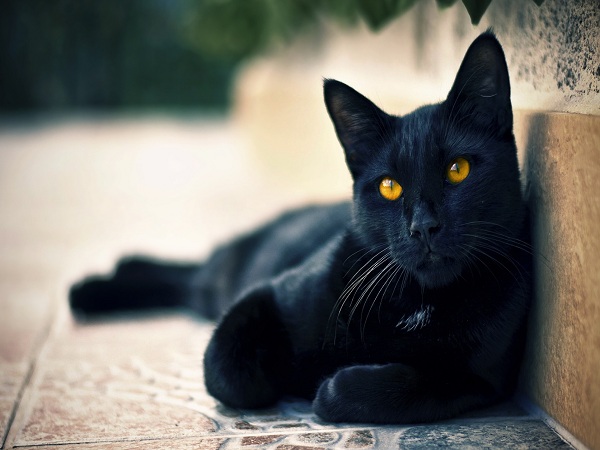 Ngủ mơ thấy mèo đen là tốt hay xấu? 