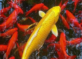 Nằm mơ thấy cá chép là điềm gì? Đánh con số nào?