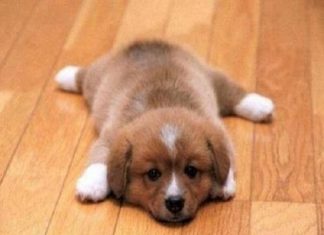 Tử vi trọn đời tuổi giáp tuất 1994