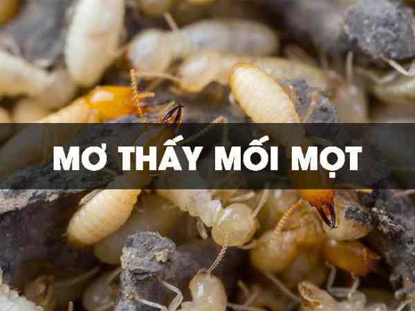 Mơ thấy con mối đánh số nào? Mơ thấy con mối đánh số nào?