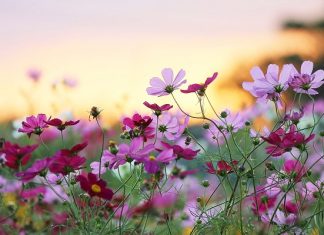 Mơ thấy bông hoa có điềm báo gì? đánh con số nào? Mơ thấy bông hoa điềm gì?