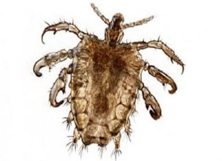 Ngủ mơ thấy con chấy có điềm báo gì? đánh con số nào? Mơ thấy con chấy điềm gì?