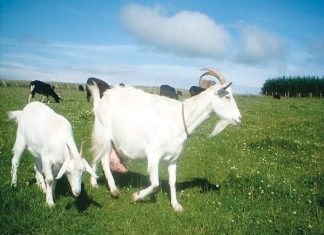 Mơ thấy con dê điềm báo gì? Số may mắn nào? Mơ thấy con dê điềm gì?