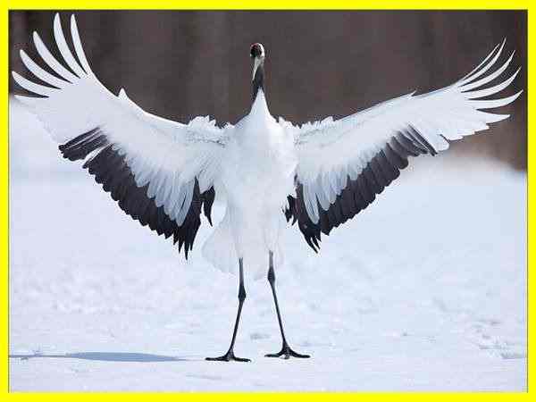 Nằm mơ nghe thấy tiếng hạc kêu