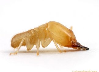 Mơ thấy con mối điềm gì, có phải ám chỉ về sức khỏe? Mơ thấy con mối điềm gì? Mơ thấy con mối chơi xổ số số nào?