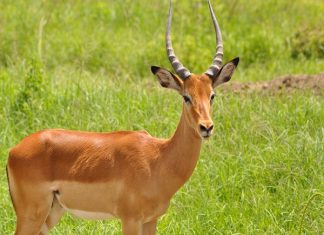 Ngủ mơ thấy con nai có điềm báo gì, cảnh báo điều gì?