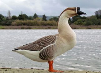 Ngủ mơ thấy con ngỗng có điềm báo gì, tài lộc số nào? Mơ thấy con ngỗng điềm gì?