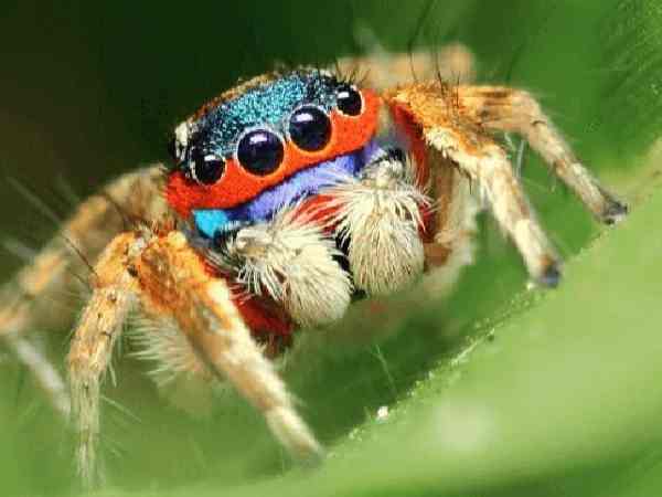 Nằm Mơ Thấy con Nhện Cho Con Số Nào?