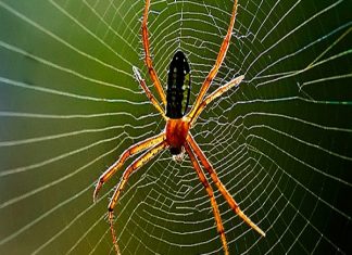 Mơ thấy con nhện có ý nghĩa gì, chọn số nào may mắn? Mơ thấy con nhện đánh số nào?