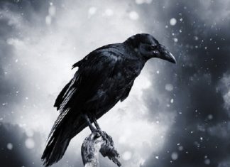 Mơ thấy con quạ có điềm báo gì? Mơ thấy con quạ có điềm báo gì?