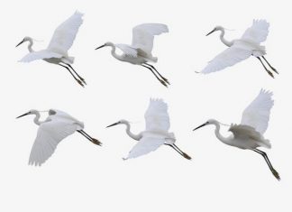 Giấc mơ thấy con hạc báo hiệu điều gì trong cuộc sống? Nằm mơ con hạc trắng