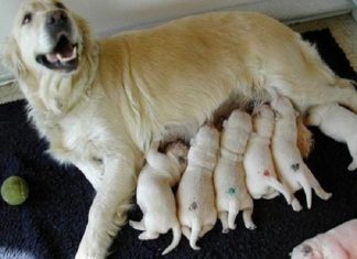 Mơ thấy chó đẻ điềm báo gì? Nên đánh con nào thì trúng? Mơ thấy chó đẻ điềm gì?