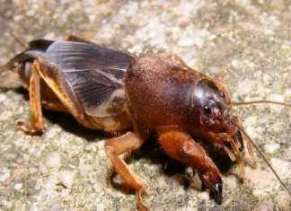 Mơ thấy dế có điềm báo gì? Đánh con số nào? Mơ thấy dế có điềm gì?