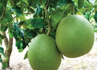 Mơ thấy quả bưởi có ý nghĩa gì, tham khảo con số nào? Mơ thấy quả bưởi có ý nghĩa gì?