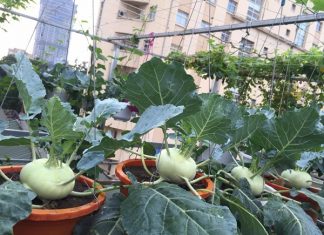 Mơ thấy củ su hào có ý nghĩa gì, con số nào may mắn? Mơ thấy củ su hào có ý nghĩa gì? Đánh con số nào may mắn?