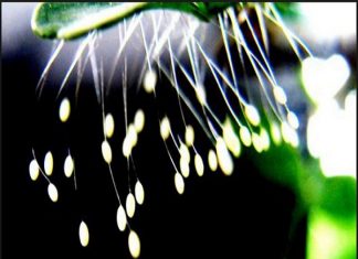 Ngủ mơ thấy hoa ưu đàm có điềm báo gì, tham khảo số nào? Ngủ mơ thấy hoa ưu đàm có điềm báo gì? Đánh đề con số nào?