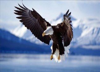 Mơ thấy chim ưng có điềm báo tâm linh gì cho gia chủ? Mơ thấy chim ưng có điềm báo gì? Đánh con số nào?