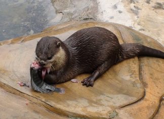 Mơ thấy con rái cá có điềm báo gì, con số nào may mắn? Mơ thấy con rái cá điềm gì?