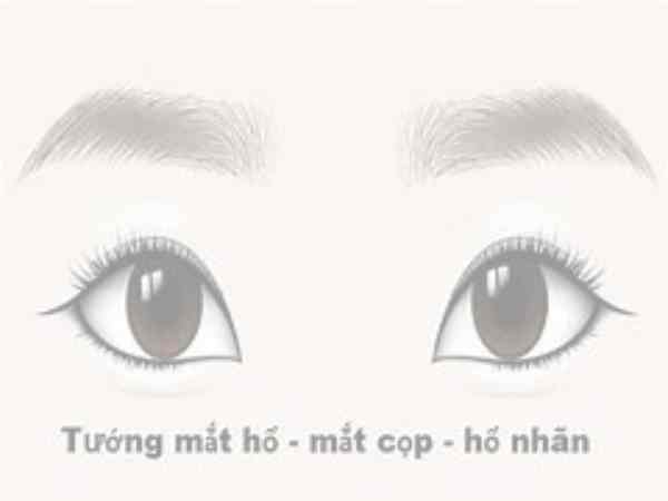 tướng mắt hổ là mắt như thế nào? tướng mắt hổ là mắt như thế nào?