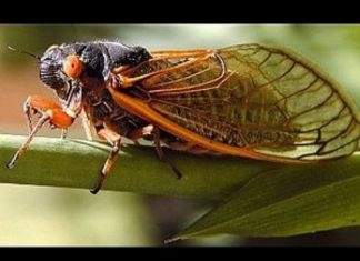 Giải mã ve sầu trong giấc mơ và con số đem lại tài lộc Mơ thấy ve sầu đánh con số nào?