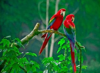 Ngủ mơ thấy chim điềm báo gì và nên đánh ngay con xổ số nào nam-mo-thay-chim