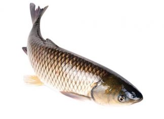 Giải mã giấc mơ thấy cá trắm điềm báo gì, đánh con số nào mo-thay-ca-tram