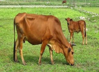 Chiêm bao mơ thấy con bò đánh con gì trúng lớn ?