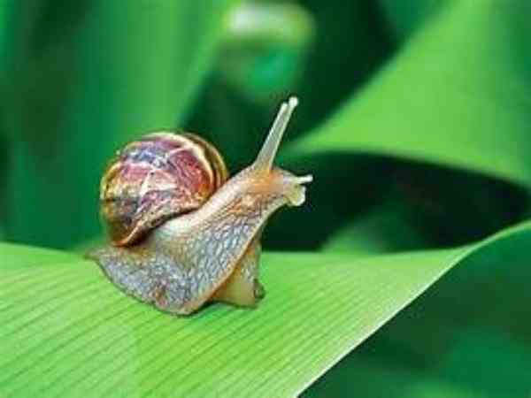 Ý nghĩa của ốc sên bò vào nhà theo vị trí xuất hiện Ý nghĩa của ốc sên bò vào nhà theo vị trí xuất hiện