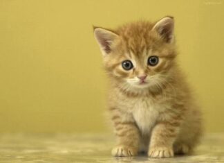 Ngủ mơ thấy mèo vàng là điềm báo gì