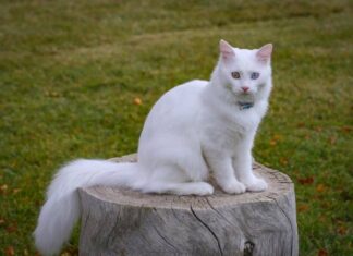 Mơ thấy mèo trắng