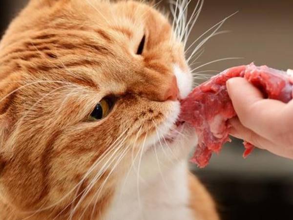 Mơ thấy ăn thịt mèo đánh con gì? Giải mã ý nghĩa giấc mơ  2