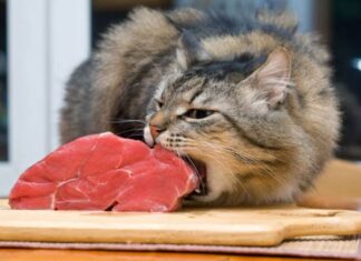 mơ thấy ăn thịt mèo