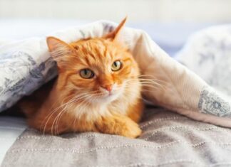 Mơ thấy mèo vàng tốt hay xui đánh con gì tậu nhà lầu xe hơi?